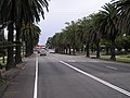 This section of Station Street forms part of the main road leading from Waratah to Mayfield. Palm trees can be seen on either side of the road. Waratah Railway Station can be seen at the end.