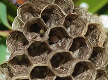 Characteristic structure of a paper wasp nest Wasp March 2008-8.jpg