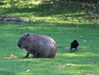 Wasserschwein (Hydrochoerus hydrochaeris), Tierpark Hellabrunn, München