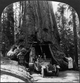 Wawona Tree former famous giant sequoia that stood in Mariposa Grove, Yosemite National Park, California, USA