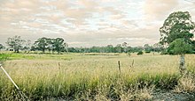 Savanna in Western Sydney Western Sydney (Badgerys Creek) Airport site - Anton Rd.JPG