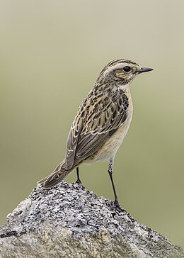 Kiauliukė (Saxicola rubetra)