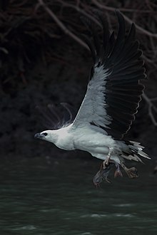 An adult bird with fish catch from Sundarban, India. White-bellied Sea Eagle Sundarban West Bengal August 2019.jpg