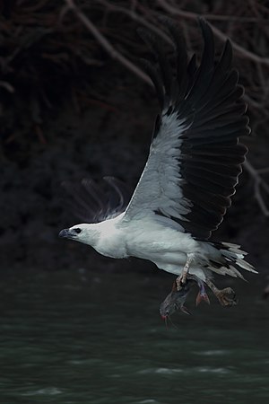 White-Bellied Sea Eagle