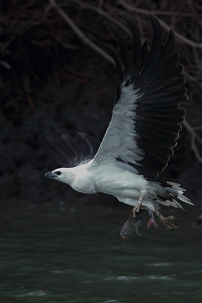 File:White-bellied Sea Eagle Sundarban West Bengal August 2019.jpg