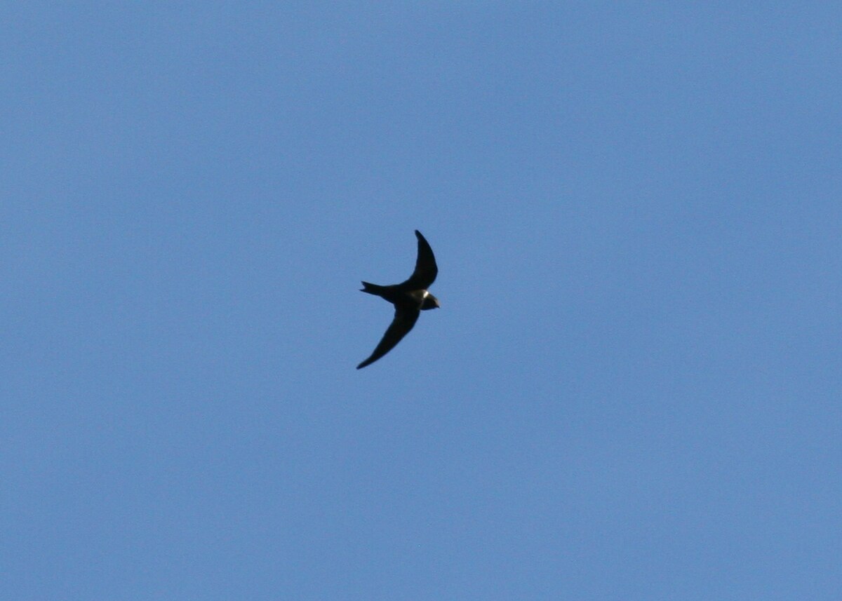 White-collared Swift 2496256852.jpg