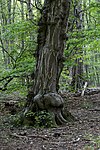 Primeval forest on the Johannserkogel