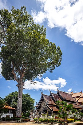 หลวงปู่มั่น ภูริทตฺโต: ประวัติ, ชีวิตสมณะ การแสวงหาธรรม และปฏิบัติธรรม, มรณภาพ