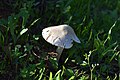 * Nomination: A wild white mushroom, surrounded by grass --Nacaru 21:43, 1 May 2024 (UTC) * Review Good image, but a bit more information about the object is necessary --MB-one 22:42, 4 May 2024 (UTC)