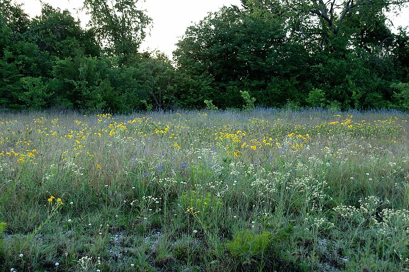 File:Wildflowers on Blackland Prairie.jpg