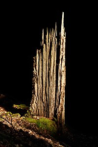 Tree remnant Wildpark Knüll Germany