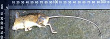 Woodland jumping mouse killed by cat in Sheffield, Vermont, with ruler for scale Woodland Jumping Mouse with ruler.jpg