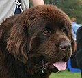 Polski: Nowofundland na Krajowej Wystawie Psów Rasowych w Rybniku-Kamieniu. English: Newfoundland during Dogs Show in Rybnik.