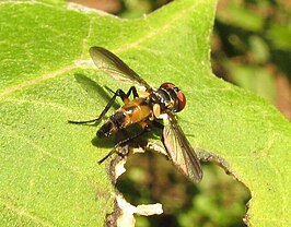 Xanthomelanodes arcuatus