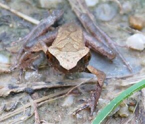 Bildebeskrivelse Xenophrys minor, Serzhong, Mongar, Bhutan.jpg.