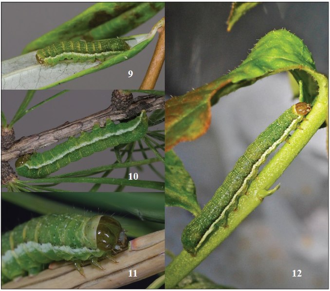 File:Xestia brunneopicta larva various instars.jpg