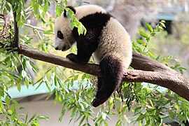 Xiao Liwu at San Diego Zoo