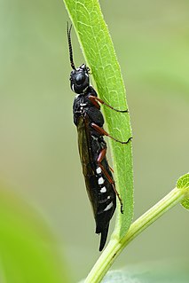 Xiphydriidae Family of sawflies