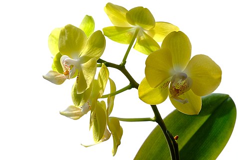 Cluster of yellow orchids