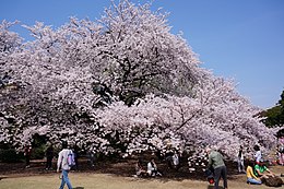 ソメイヨシノ Wikipedia