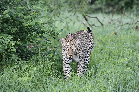 Morning stroll for a hunt in the life of a young Leopard in Samburu, Kenya. Photograph: George Karau