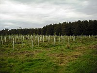 Young trees - geograph.org.uk - 1323061.jpg