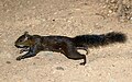 Yucatan squirrel - Flickr - GregTheBusker (1).jpg