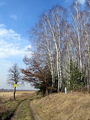 Zastawne Ivanychivskyi-zakaznyk land Zastawnenskyi-way to lake.jpg
