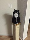 Zelda on her scratching post.jpg