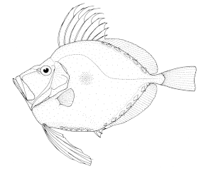 Kuvan kuvaus Zenopsis nebulosa (Mirror dory) .gif.