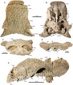 The holotype skull shown from multiple views Ziapelta sanjuanensis.png