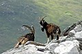 Goats on An Teallach, Scotland