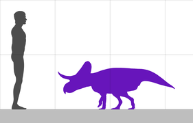 Size comparison of Zuniceratops