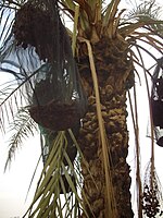 'Høsting av palmedater (Jeriko)'. Jpg