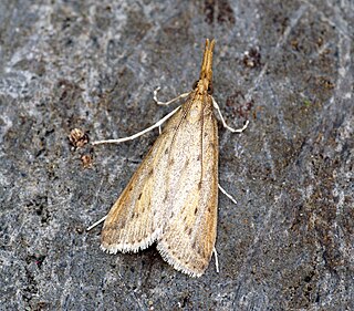 Schoenobiinae Subfamily of moths