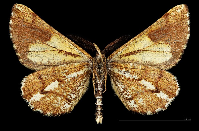 File:(MHNT) Bupalus piniaria flavescens - Kosov Slovaquie - Male ventral.jpg