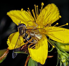 Le syrphe du groseillier servant de proie à Misumena vatia