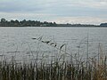 Миниатюра для Файл:Орлинское озеро в окрестностях Симанкова.jpg