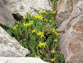 Очиток їдкий (Sedum acre) в парку ДМЗ, Донецьк