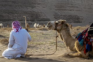 <span class="mw-page-title-main">Camel Heda'a</span> Arab oral tradition