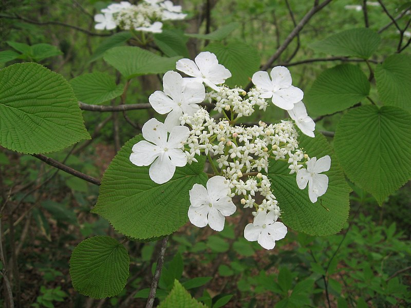 File:オオカメノキ Viburnum furcatum.JPG