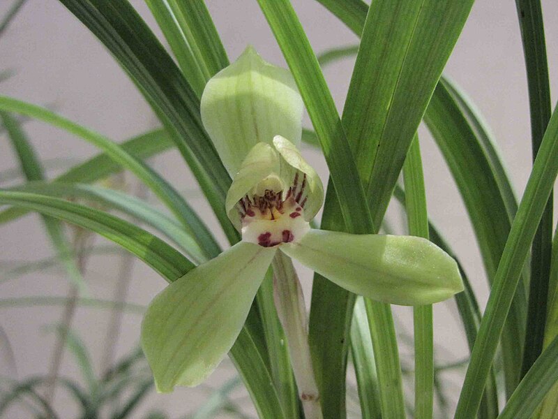 File:春劍大富貴 Cymbidium longibracteatum 'Great Riches & Honours' -香港沙田國蘭展 Shatin Orchid Show, Hong Kong- (12303952875).jpg