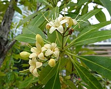 香灰莉 Fagraea fragrans -新加坡 Buona Vista, Singapura- (9229787622).jpg