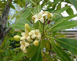 <i>Cyrtophyllum</i> Genus of flowering plants