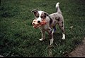 -1978-03-31 Blue merle border collie puppy with a bone, Trimingham, Norfolk.jpg
