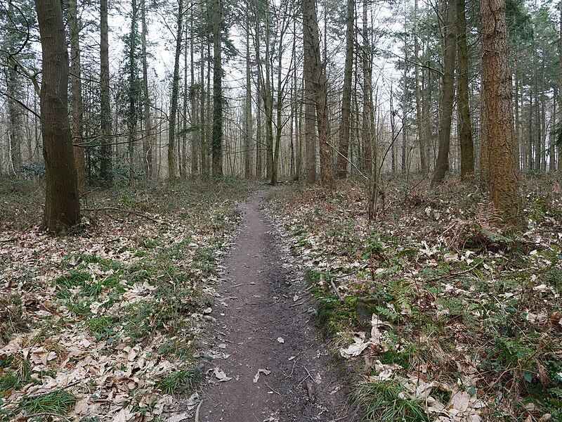 File:-2021-03-08 Footpath through Bacton Wood, Norfolk (1).jpg