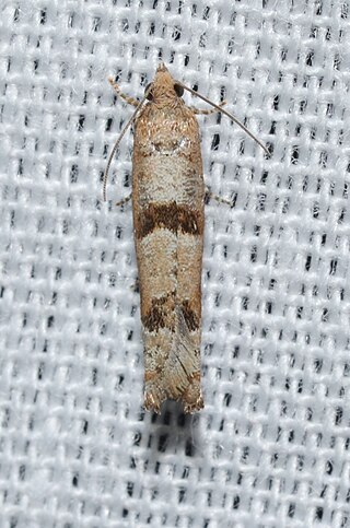 <i>Pseudexentera sepia</i> Species of moth