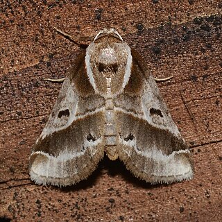 <i>Baileya doubledayi</i> Species of moth