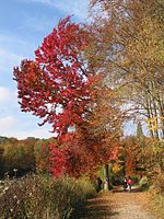 Sweetgum (Liquidambar styraciflua) - Domaine Solvay - West Bank of the Longue Queue pond in La Hulpe, Belgium.