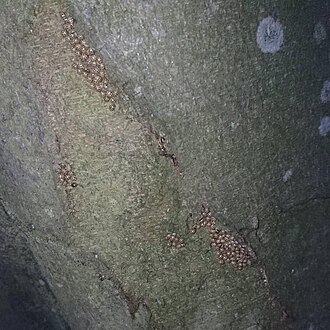 A large group of Tytthaspis sedecimpunctata ladybirds on a tree trunk. 16 spots on tree trunk.jpg